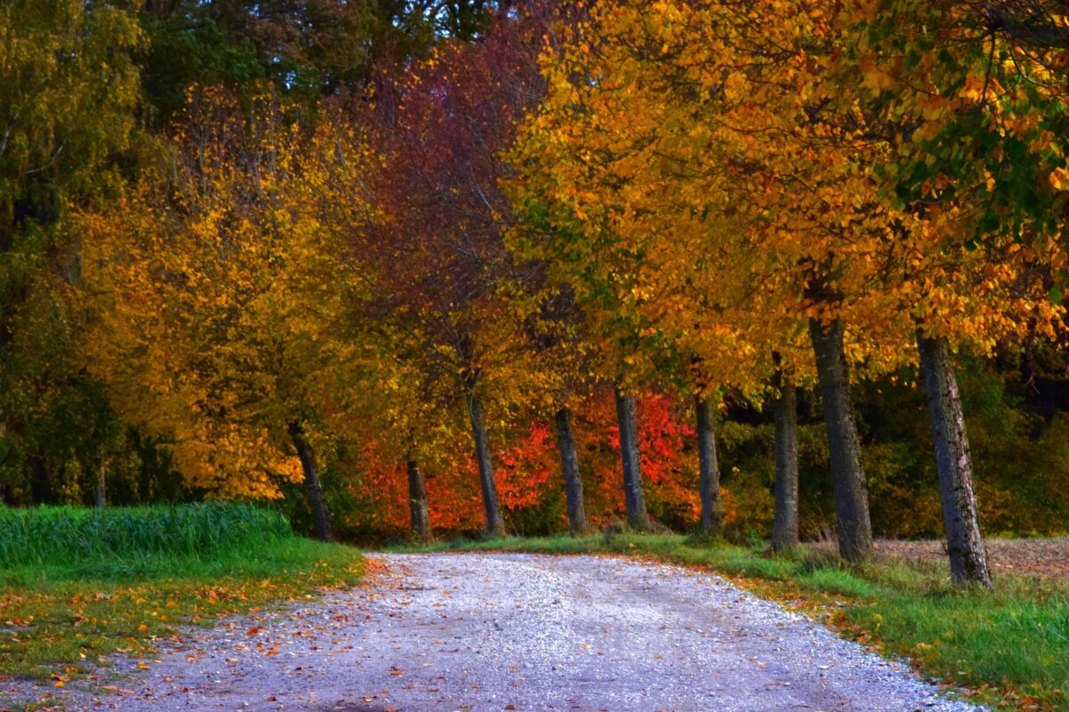 waldweg gesäumt von herbstlichen laubbäumen